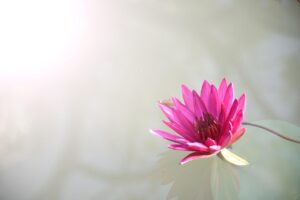 lotus, flower, pink, flower background, bloom, blossom, pink flower, pink lotus, lotus flower, petals, pink petals, aquatic plant, flora, nature, plant, beautiful flowers, flower wallpaper, nature wallpaper